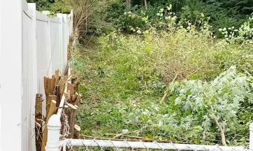 Indianapolis Tree Services