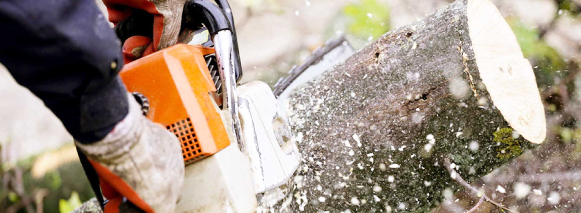 Indianapolis Tree Removal