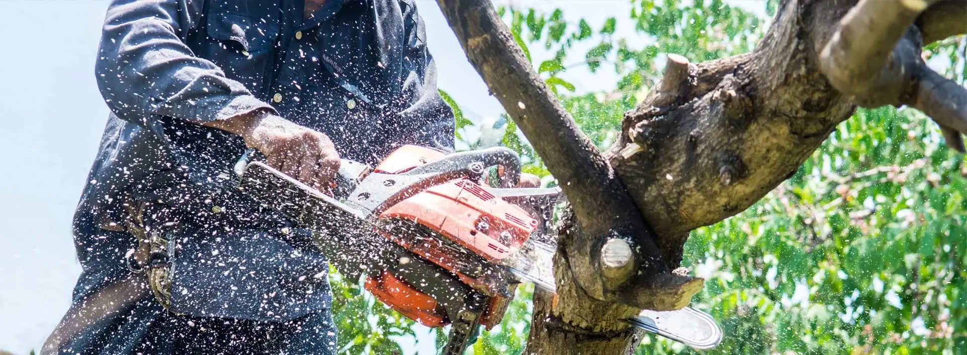 indianapolis tree removal